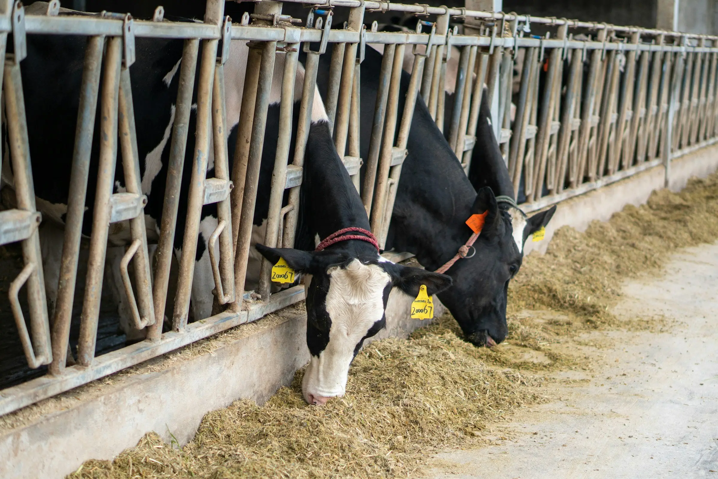 Holsteins with their heads through the feed rail of a freestall barn, eating.