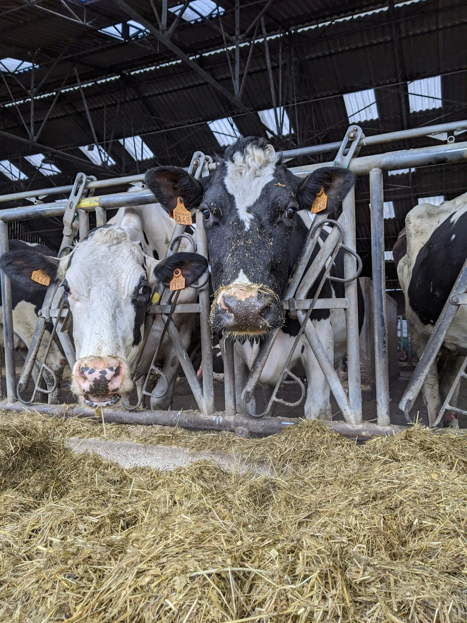 Holsteins with numbered ear tags, heads through the headlocks of a freestall barn.