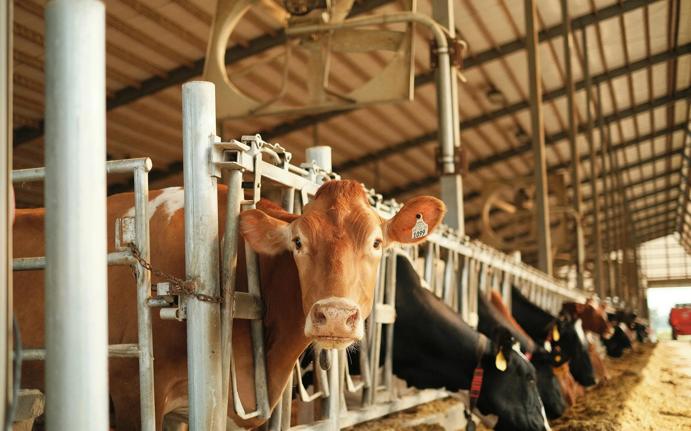 Brown Swiss and Holstein cows at the headlocks of a freestall barn.