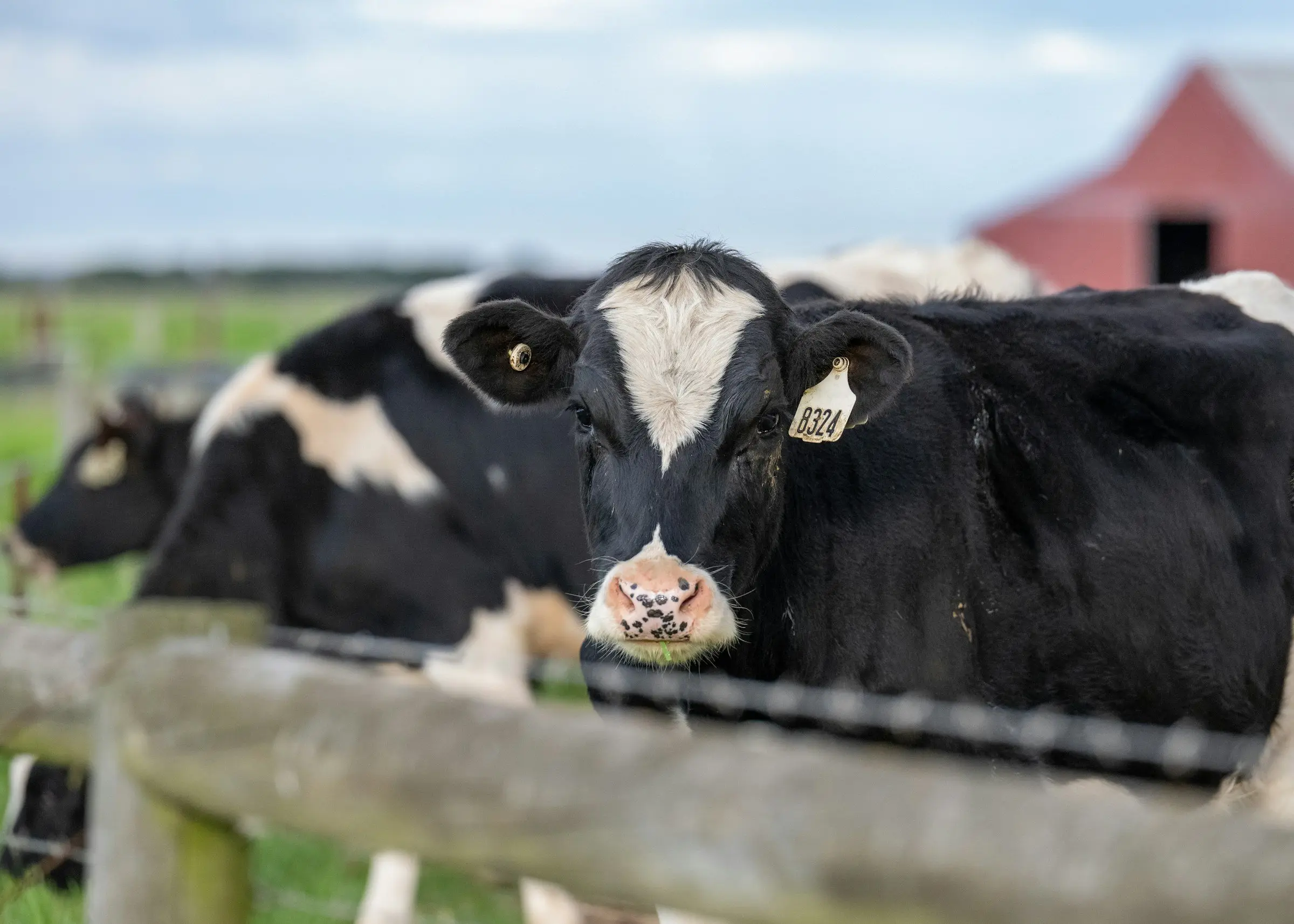 A Holstein looking over a wooden rail fence, a red barn behind.